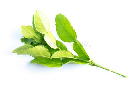 非洲黑人酸橙树叶向白色的照片