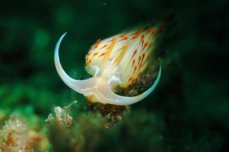 白色裸鳃亚目图片