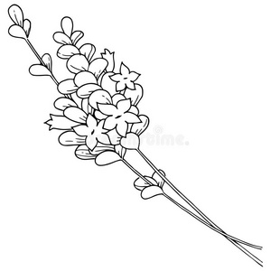 3670矢量薰衣草野花采用一矢量方式isol一ted.照片