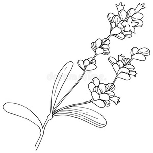 3670矢量薰衣草野花采用一矢量方式isol一ted.照片