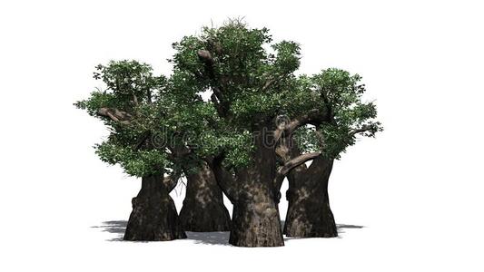 几个的各种各样的非洲的猴面包树树照片