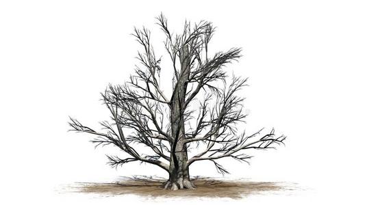 榉树插画-榉树手绘-榉树卡通图-摄图新视界