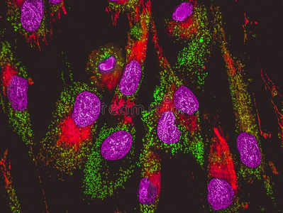 虚伪的颜色transmissionelectronmicroscope透射电子显微镜线粒体微