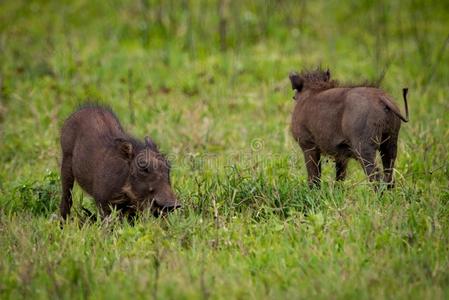 草地的宝宝图片