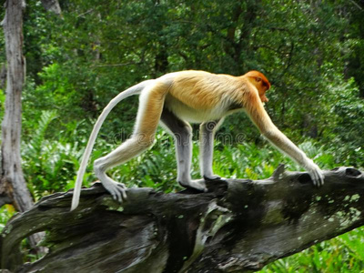 一罕见的长鼻猴采用指已提到的人红树属树木关于拉巴克湾照片