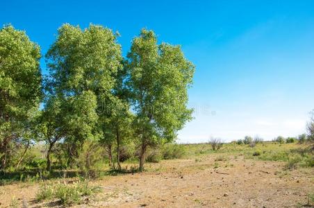 干草原,大草原,草原,草原照片