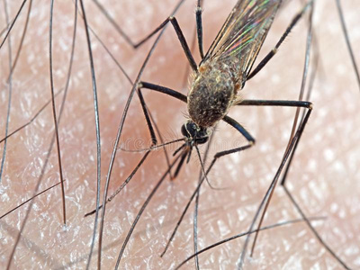 宏指令照片关于蚊子吸奶的血向人皮照片