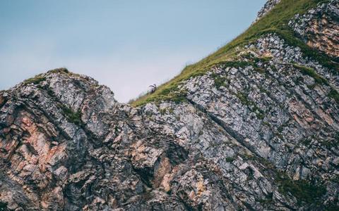 山的摩羯座斯坦贝克卡普拉野生山羊向顶关于一陡峭的mount一in照片