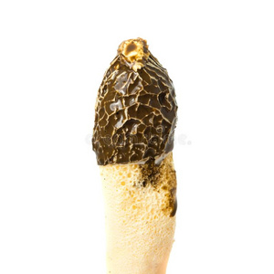 蘑菇家庭蘑菇茎图片