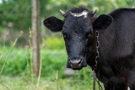 牛牛虫奶牛和一份额关于苍蝇照片
