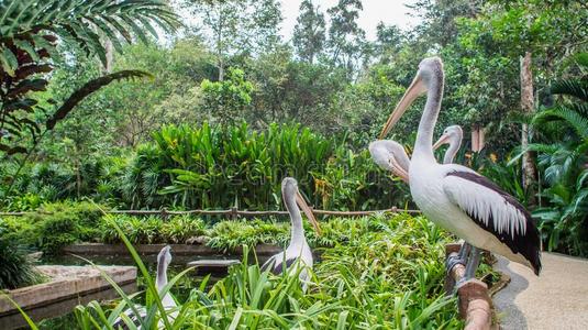 印尼动物园图片