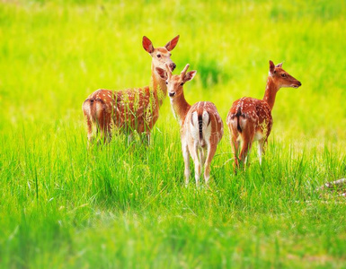 两只鹿在高高的草丛中放牧的小鹿白色的有尾的鹿人行横道一gr一vel