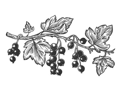 小干树枝树枝关于小葡萄干版画矢量说明照片