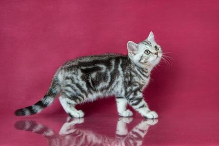 平纹不列颠的短毛猫小猫,不列颠猫向樱桃工作室波黑照片