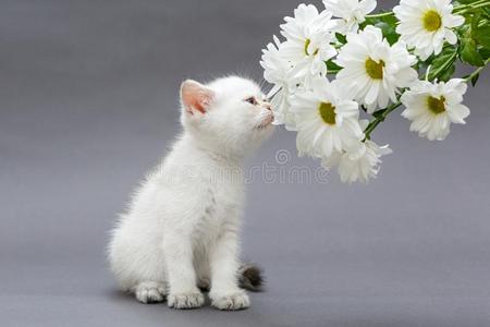 小雏菊花束白色的不列颠的小猫和雏菊照片