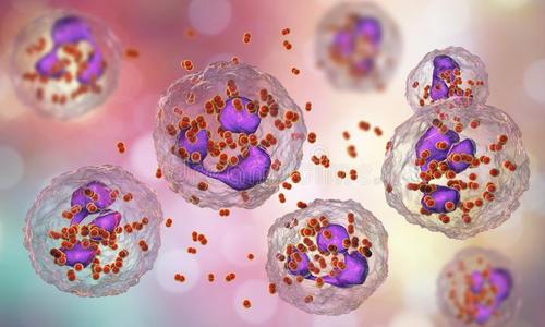 淋球菌细菌奈瑟氏菌淋球菌里面的吞噬细胞照片