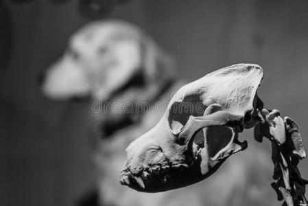 医美机构狗骨头骨架犬的解剖照片