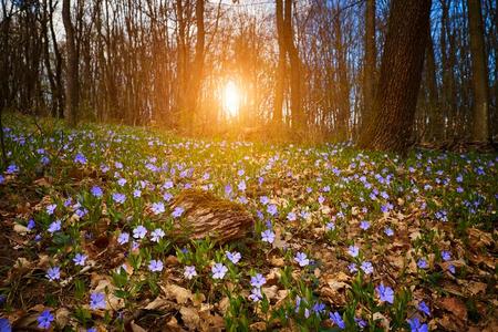 花采用森林照片
