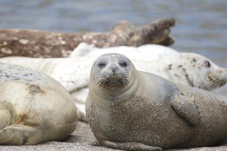 在旧金山码头的海狮39渔人码头已成为一个主要的旅游景点利物浦-博物