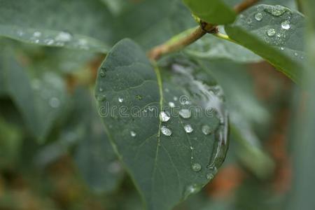 宏指令水珠落下叶子向污迹后面照片