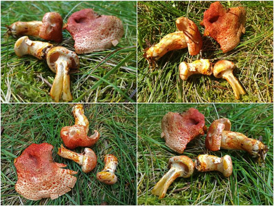 丝膜菌属波拉里斯蘑菇照片