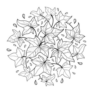 藤草图片-藤草素材-藤草插画-摄图新视界