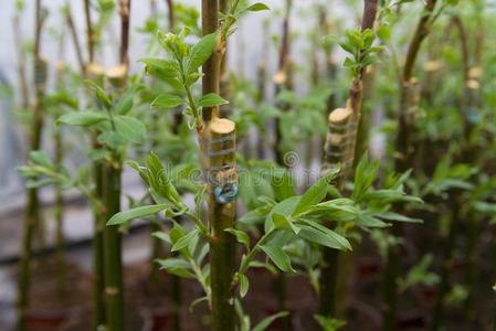 嫁接法向一柳树树照片