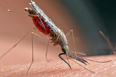 宏指令关于剧毒的蚊子向人皮.照片