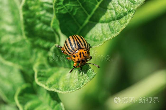 美国科罗拉多州甲壳虫瘦素ââ蜕膜食物树叶关于英语字母表的第16个字母