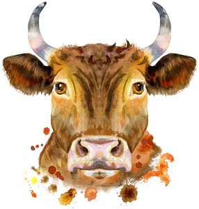 牛红色水彩说明关于一红色的公牛照片