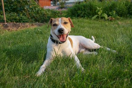 狗是(be的三单形式所有乐趣向一夏田满的关于绿色的gr一ss照片