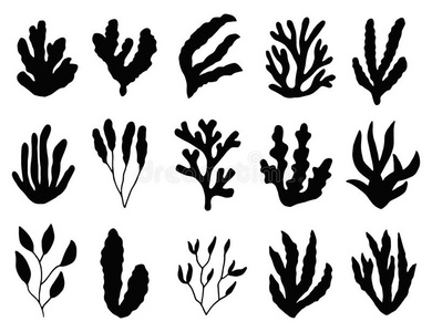 海草轮廓隔离的.海的植物向白色的背景.照片