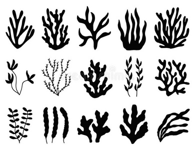 海草轮廓隔离的.海的植物向白色的背景.照片