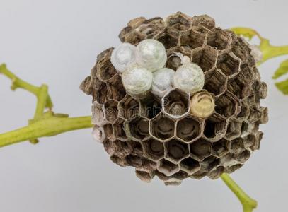 黄蜂黄蜂卵图片