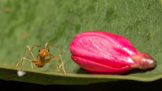 蚂蚁粉图片