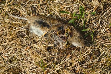 鼠肉老鼠肉吃黄蜂.照片