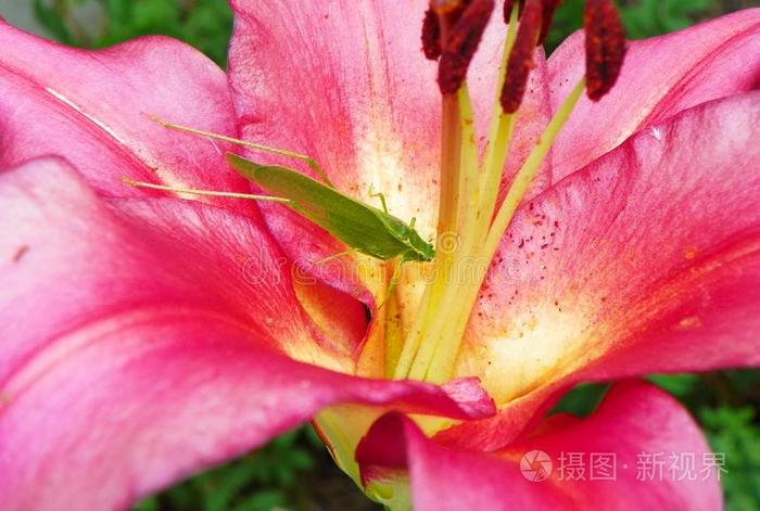 纺织娘虫里面的粉红色的百合花花