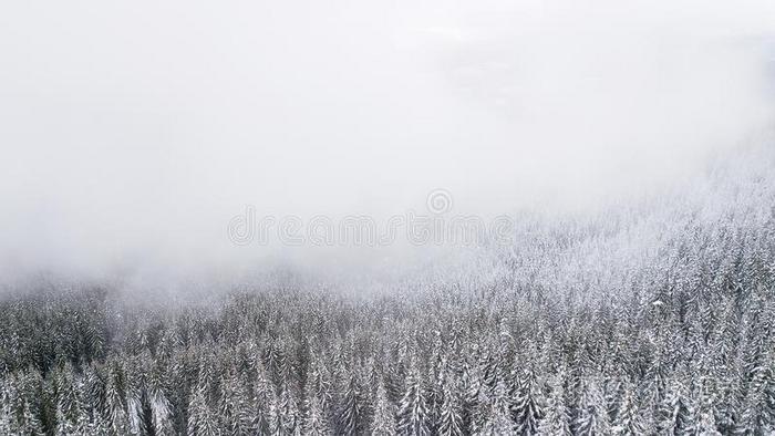 空气的看法关于指已提到的人雪-大量的松树树枝