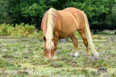 野生的马采用指已提到的人新的森林,英格兰照片