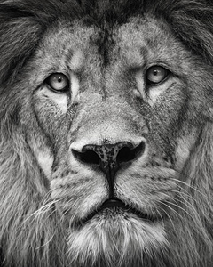 狮子手机壁纸黑白图片