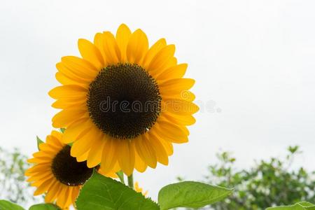 太阳向黄色太阳花向白色的背景黄色的颜色和绿色的英语字母表的第12个