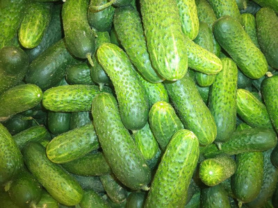 短的结果实的黄瓜关于指已提到的人新的农作物照片