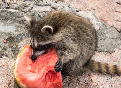 害羞的漂亮的小的婴儿浣熊韦瑞