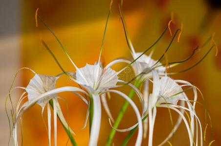 海的百合花图片