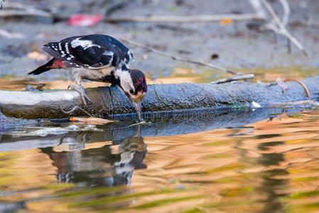 鸟食槽叙利亚的啄木鸟或树状copos西丽卡斯喝水照片