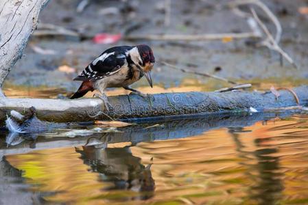 叙利亚的啄木鸟或树状copos西丽卡斯喝水照片