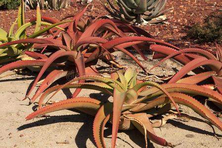 美汁源桔子有叶子的芦荟汁多味美的照片