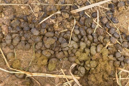 动物粪便肥料动物动物的粪便驴屎采用农场照片