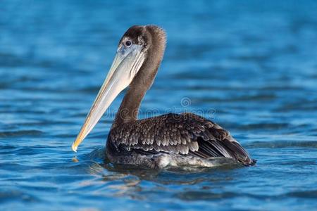 鹈鹕湾棕色的鹈鹕采用小丘湾美国加州照片