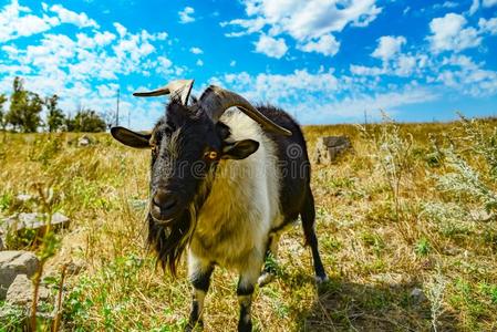 疯狂的山羊图片